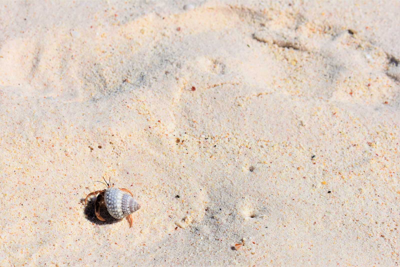 A solitary hermit crab on some sand